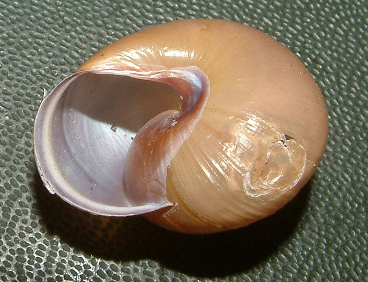 Cepaea (Cepaea) nemoralis (Linnaeus, 1758) dalla Germania